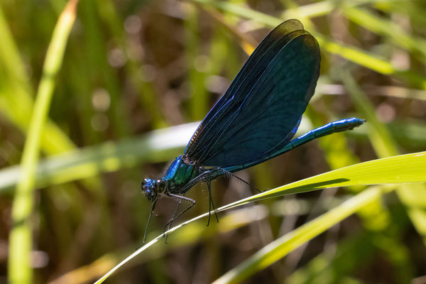 Prachtlibelle m - Calopteryx virgo virgo