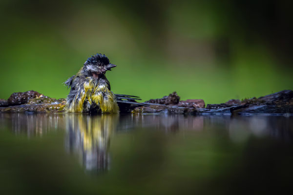 Kohlmeise - Parus major