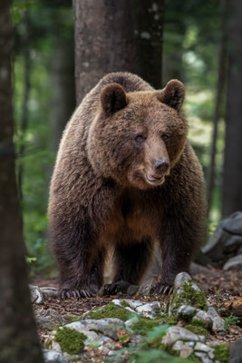  Braunbär - Ursus arctos