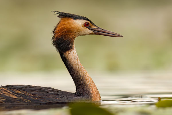 Haubentaucher - Podiceps cristatus