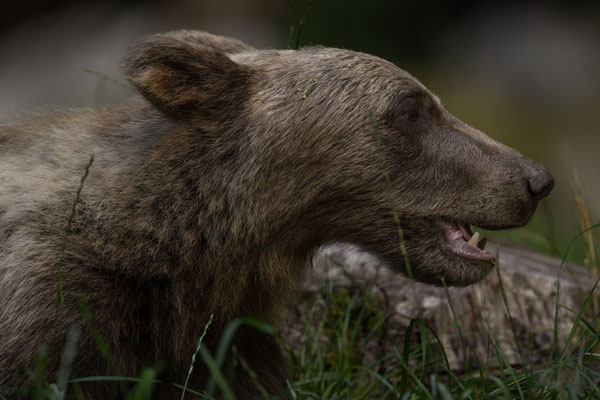  Braunbär - Ursus arctos