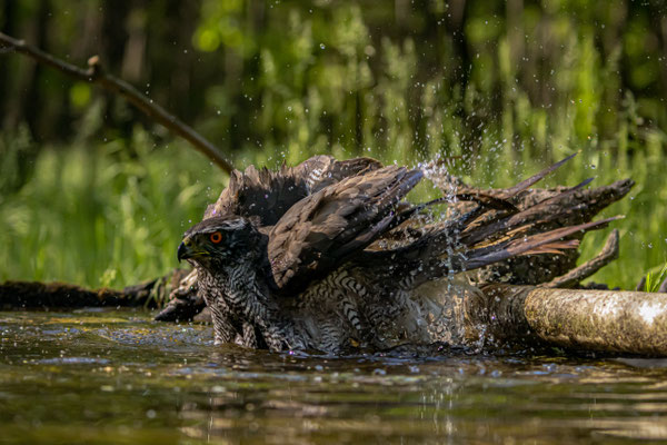 Habicht - Accipiter gentilis