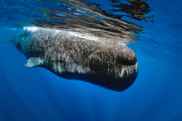 Pottwal - Spermwhale (Physeter macrocephalus, Syn.: Physeter catodon) 