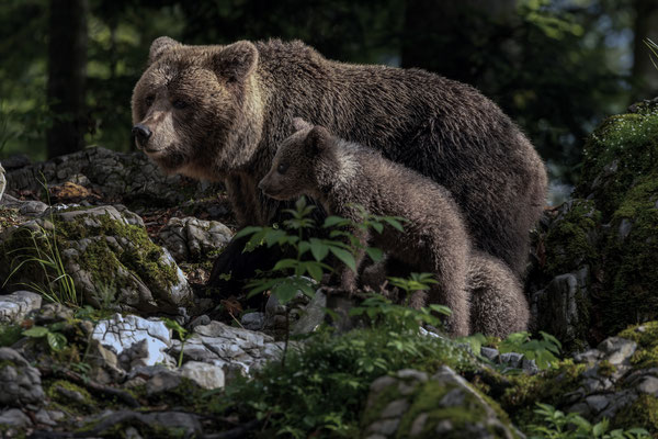 Braunbär - Ursus arctos