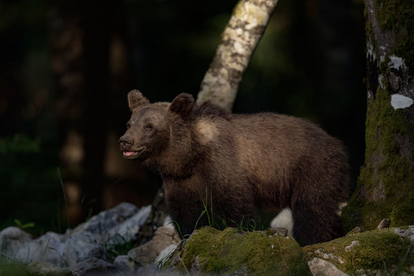  Braunbär - Ursus arctos