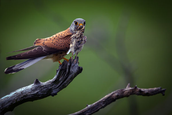 Turmfalke - Falco tinnunculus