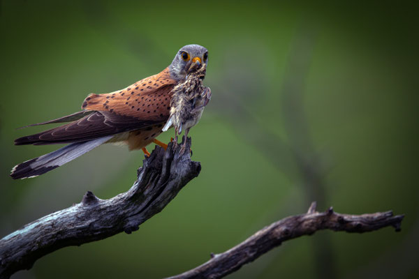 Turmfalke - Falco tinnunculus