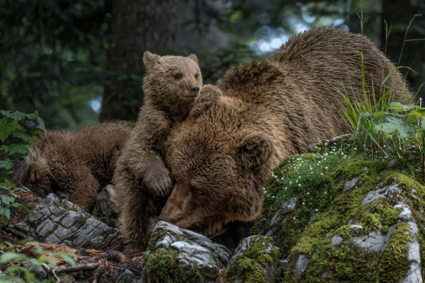 Braunbär - Ursus arctos