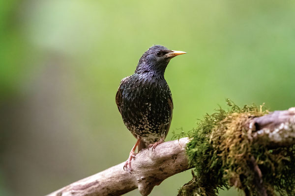 Star - Sturnus vulgaris