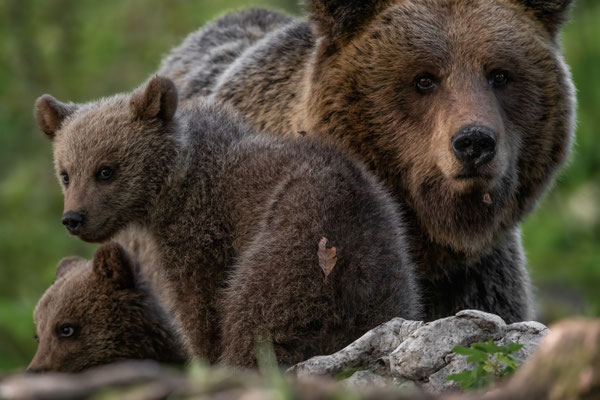 Braunbär - Ursus arctos