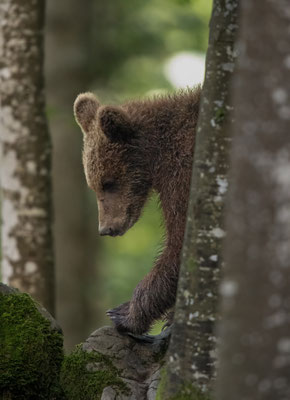  Braunbär - Ursus arctos