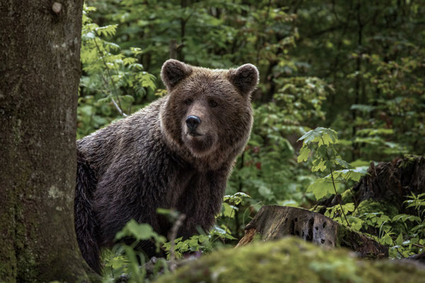 Braunbär - Ursus arctos