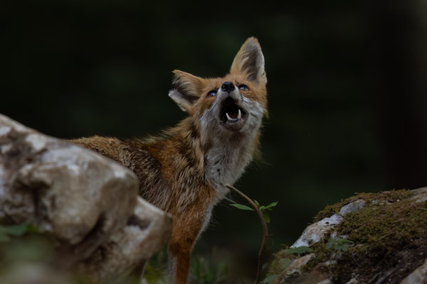 Rotfuchs - Vulpes vulpes