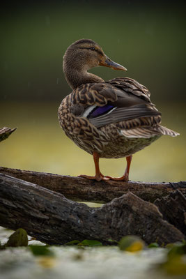 Stockente (w) - Anas platyrhynchos