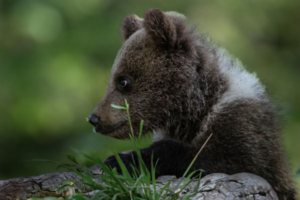 Braunbär - Ursus arctos