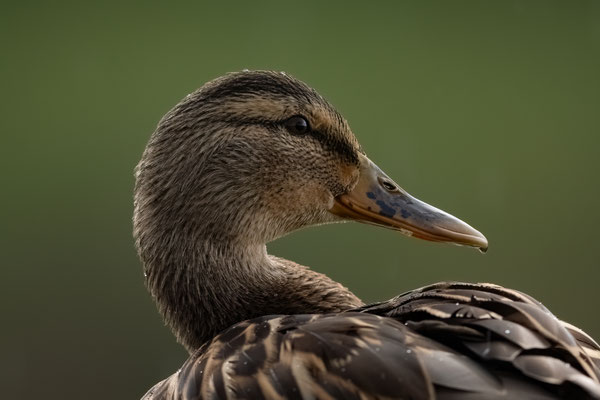 Stockente (w) - Anas platyrhynchos