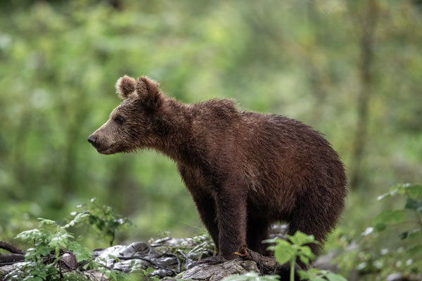 Braunbär - Ursus arctos