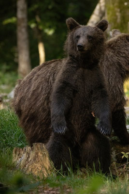  Braunbär - Ursus arctos