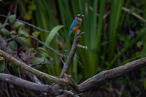 Eisvogel - Alcedo atthis
