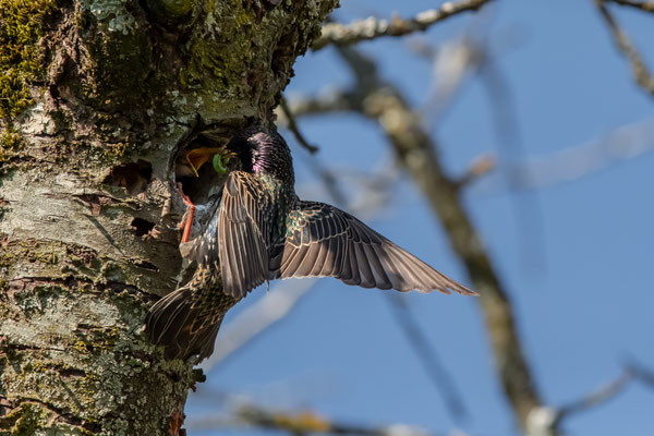 Star - Sturnus vulgaris