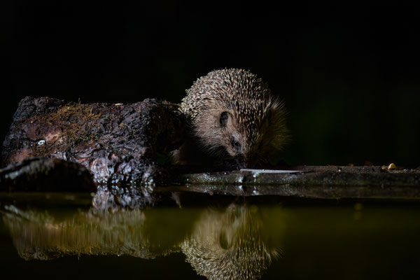 Igel - Erinaceidae