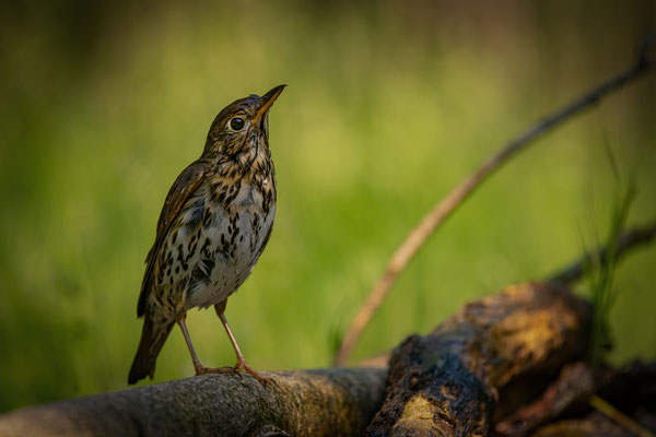 Baumpieper - Anthus trivialis