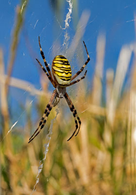 Wespenspinne (Argiope bruennichi)