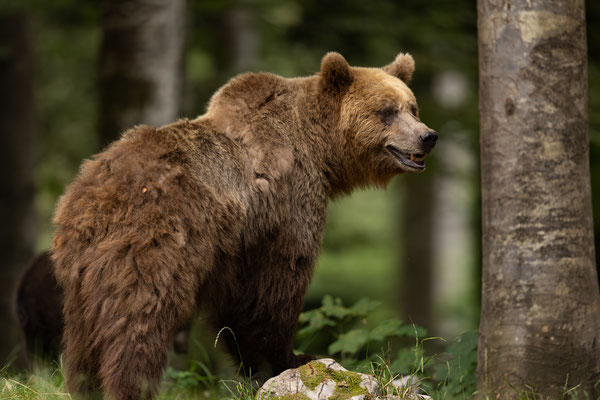 Braunbär - Ursus arctos