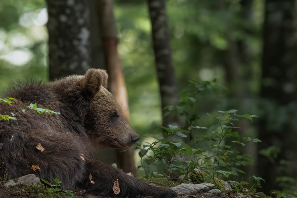 Braunbär - Ursus arctos