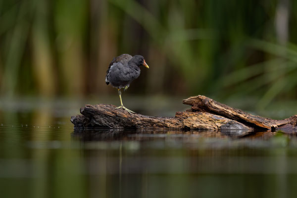 Teichhuhn - Gallinula chloropus