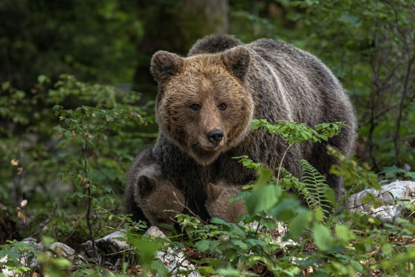 Braunbär - Ursus arctos