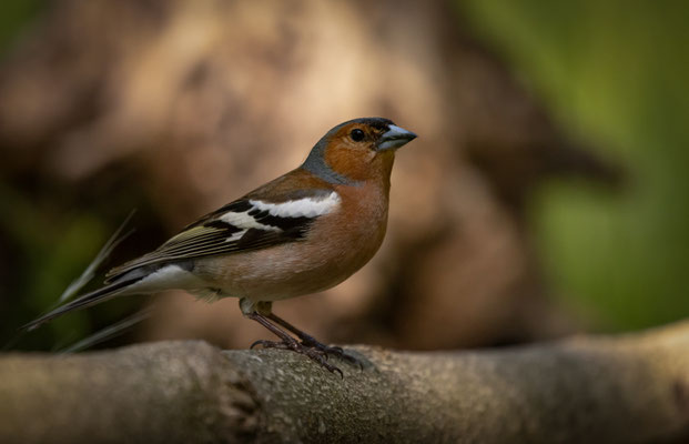 Buchfink - Fringilla coelebs