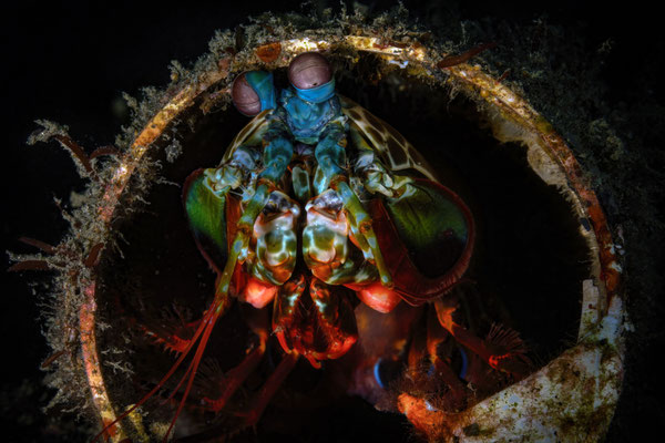 Bunter Fangschreckenkrebs - Odontodactylus scyllaru