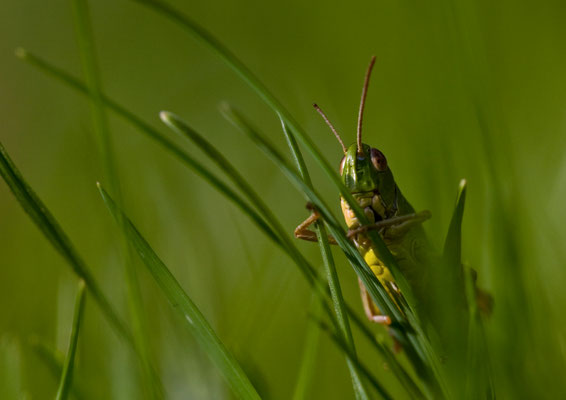 Gemeiner Grashüpfer - Chorthippus parallelus