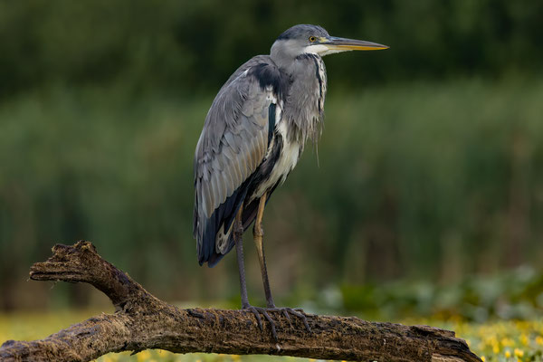 Graureiher - Ardea cinerea