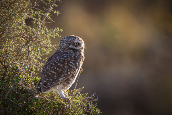 Kaninchenkauz - Athene cunicularia