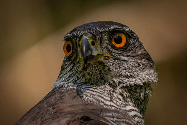 Habicht - Accipiter gentilis