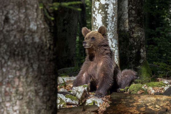 Now i understand why bears are brown :-)