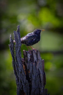 Star - Sturnus vulgaris