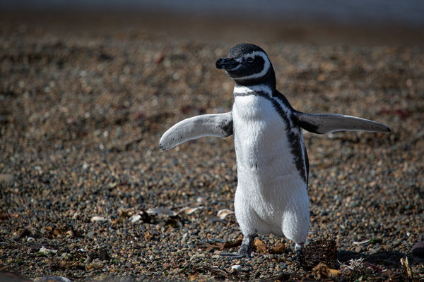 Magellan Pinguin - Spheniscus Magellanicus