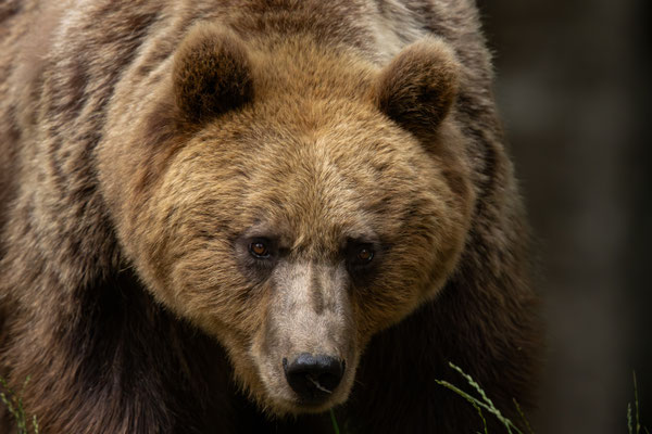  Braunbär - Ursus arctos