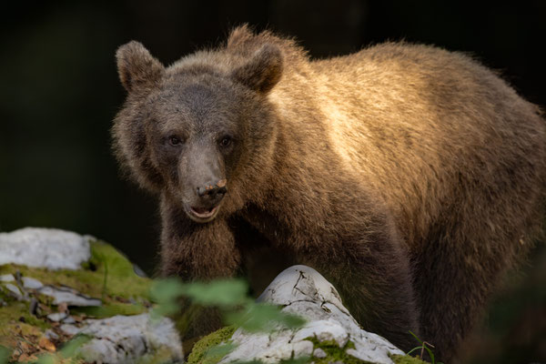  Braunbär - Ursus arctos