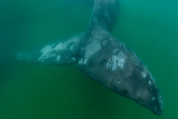 Southern Right Whale -Südlicher Glattwal