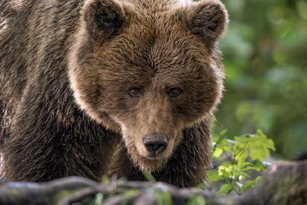  Braunbär - Ursus arctos