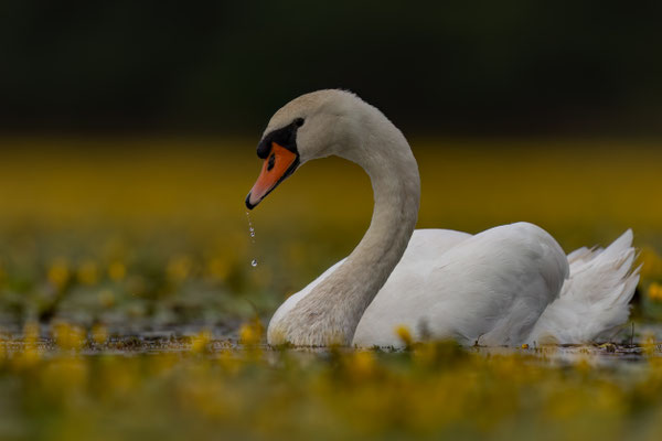 Höckerschwan - Cygnus olor