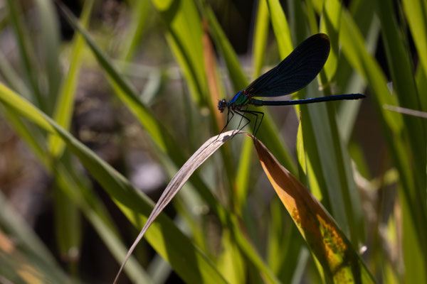Prachtlibelle m -  Calopteryx virgo virgo