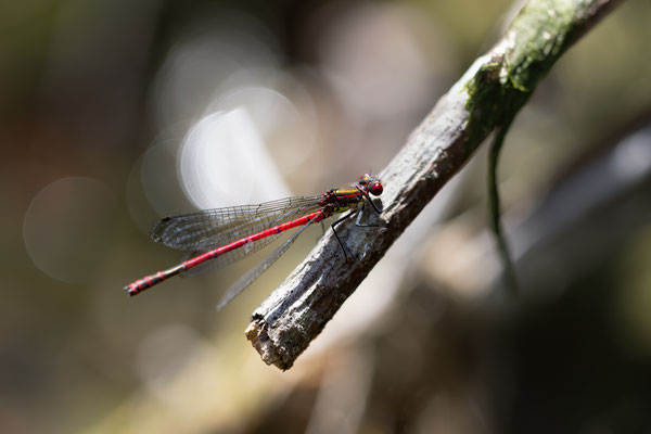 Adonislibelle m - Pyrrhosoma nymphula