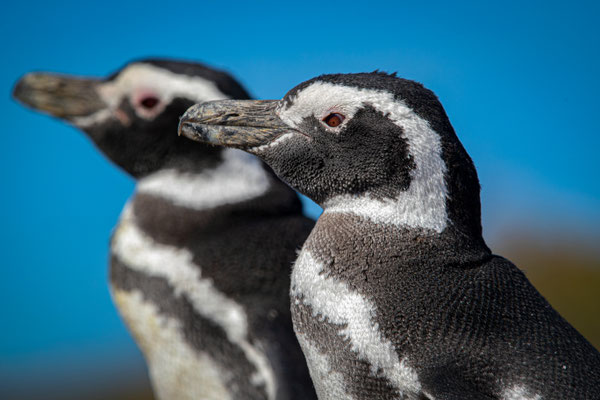 Magellan Pinguin - Spheniscus Magellanicus