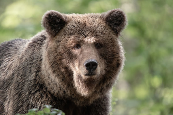 Braunbär - Ursus arctos