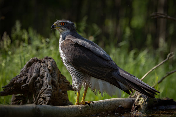 Habicht - Accipiter gentilis